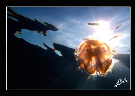 jellyfish, that's all I'm getting lately! by Adriano Trapani 