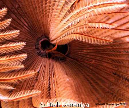 Feather Star Close up by Niall Deiraniya 