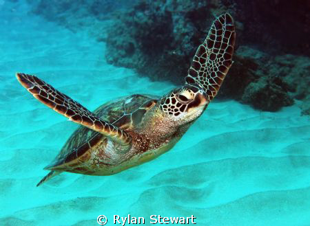 Flying Honu by Rylan Stewart 