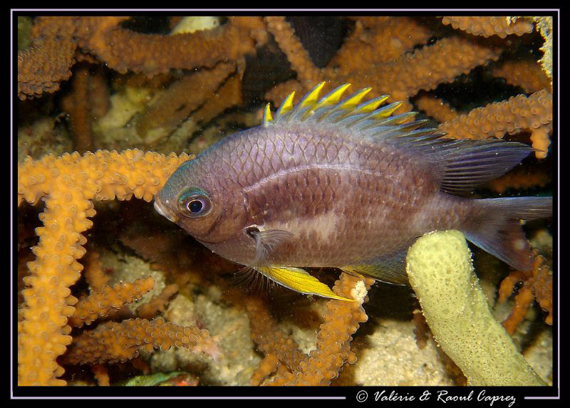 Picture taken during a night dive in Koh Phi Phi. by Raoul Caprez 