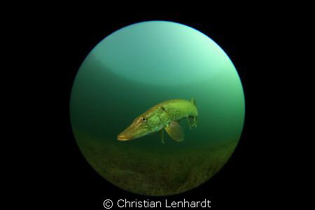 Pike seen through fisheye by Christian Lenhardt 