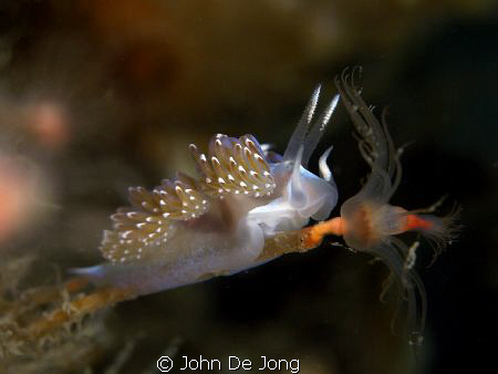 My first Facelina auriculata of 2010, spotted yesterday a... by John De Jong 