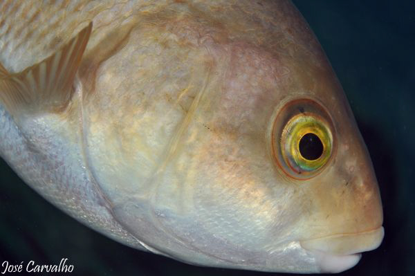 Fisheye view of...a fish eye. by José Carvalho 