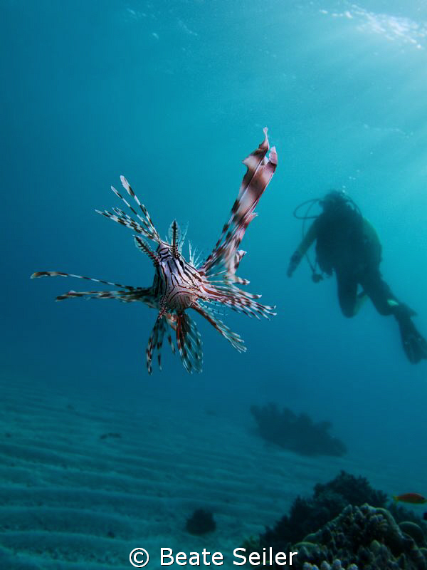 Lionfish and Buddy taken at El Quadim , with Canon G10 by Beate Seiler 