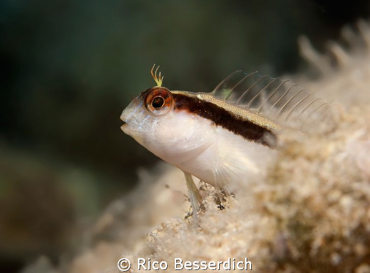 Horozbina. A 5 cm small buddy, who is usually extremly "n... by Rico Besserdich 