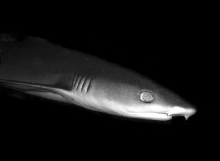 White Tip at Night- Saipan Grotto CNMI by Martin Dalsaso 