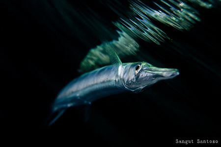 Just Needle by Sangut Santoso 