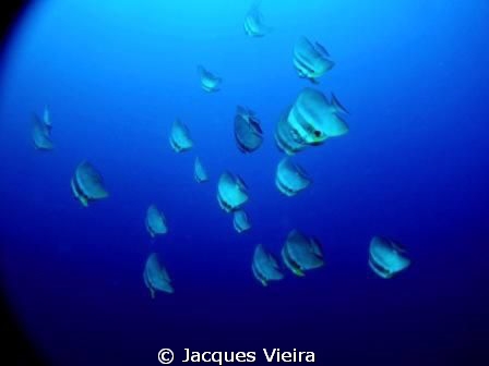 Bat fish in the morning sun at the wreck Mitsio on first ... by Jacques Vieira 