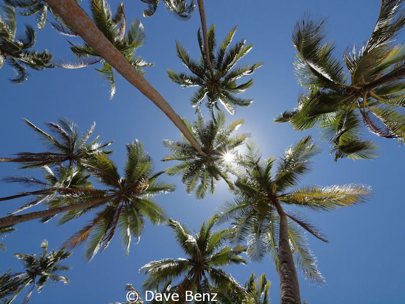 Just sleeping and looking to heaven... by Dave Benz 