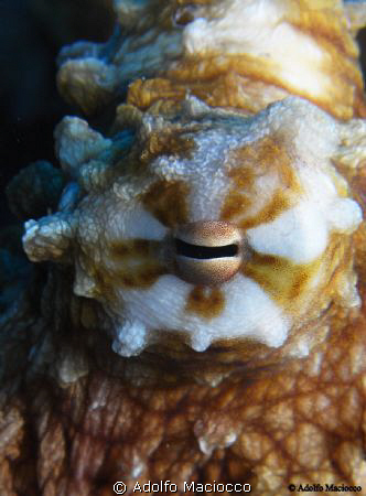 Octopus' Eye by Adolfo Maciocco 