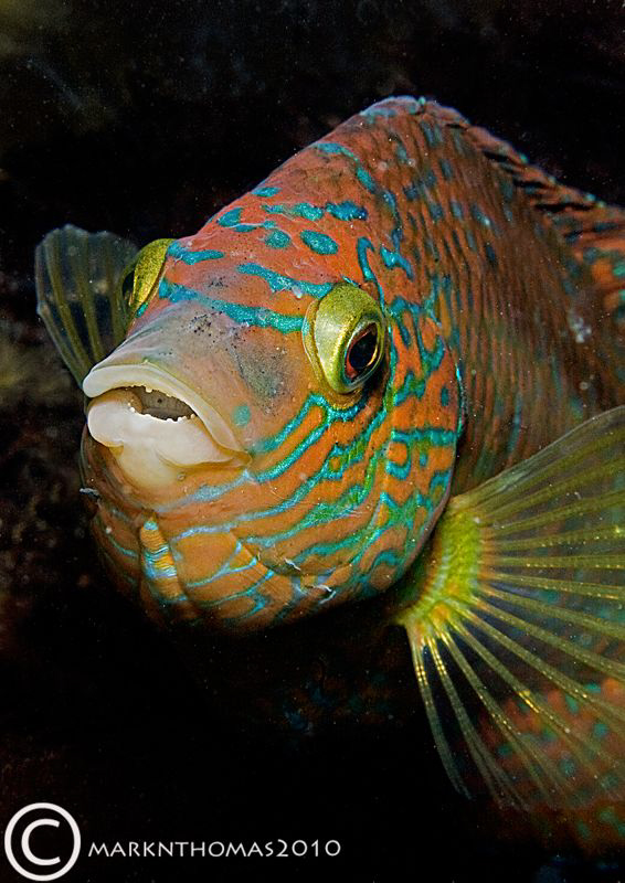 Corkwing wrasse under Trefor Pier.
D3 60mm by Mark Thomas 
