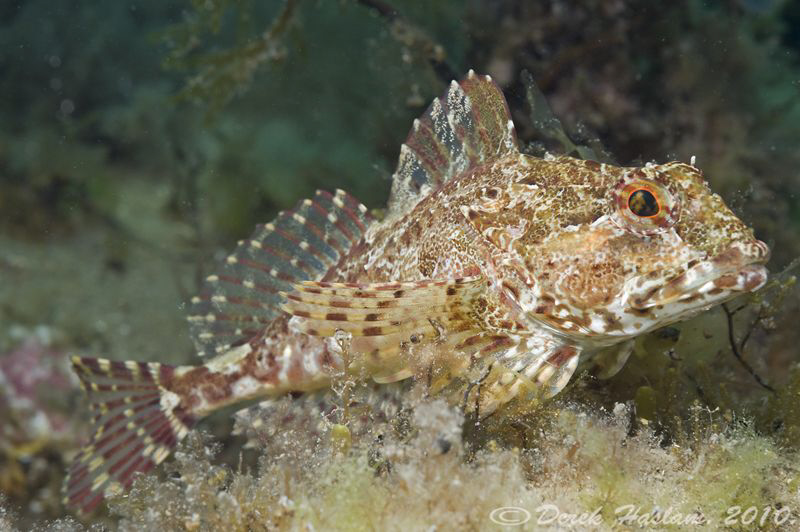 Long spined scorpion fish. Trefor. D3, 60mm. by Derek Haslam 