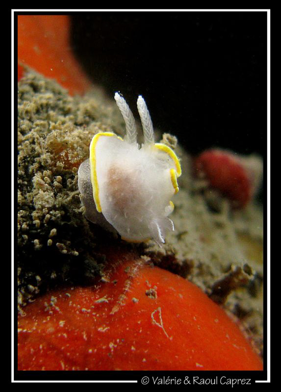 Smaller than 1 cm (0,4 inch) ... but so nice.
Canon G9 w... by Raoul Caprez 