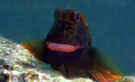 Rock'n roll fish... by Durand Gerald 