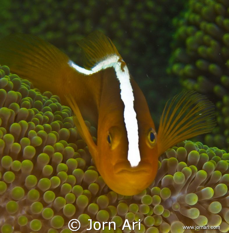 Skunk-striped anemonefish  (Amphiprion sandaracinos)

M... by Jorn Ari 
