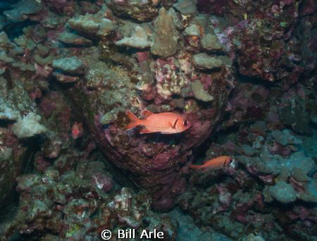 Soldierfish.  Big Island, Hawaii.  Canon G10. Ikelite hou... by Bill Arle 