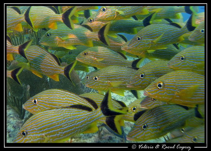 What a crowd this day :-) by Raoul Caprez 