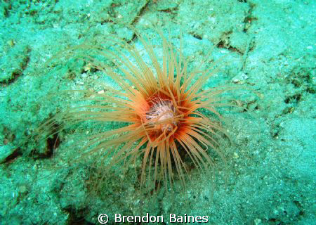 Sakatia Island MADAGASCAR, by Brendon Baines 