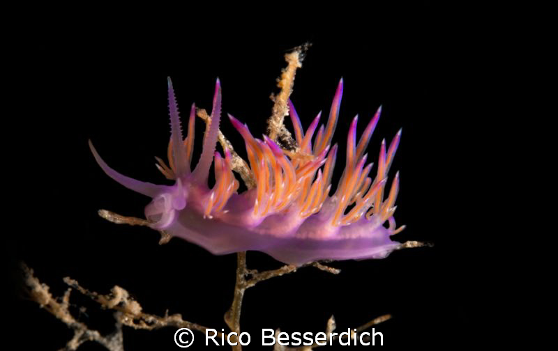 Flabelina Afinis by Rico Besserdich 