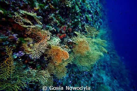 Gorgonia gardens. by Gosia Nowodyla 