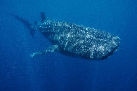 "Gentle Giant"
This photograph was taken in Guinjata Bay... by Brian Welman 