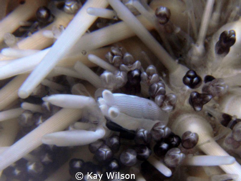 Squat Urchin Shrimp (Sea and Sea DX1G / YS110a Strobe / S... by Kay Wilson 