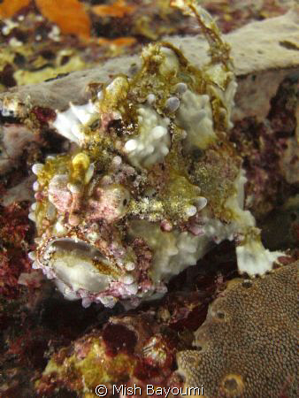 Frogfish on sabang wreck 1, mindoro island. Sealife DC1000 by Mish Bayoumi 