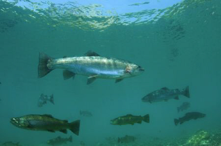 Schooling Brown & Rainbow Trout.  Mainly natural light wi... by Paul Colley 