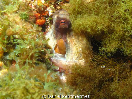 Well hidden octopus ! by Daniel Petitmermet 
