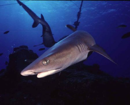 Up Close and Personal/
I was using a Nikonos V with a 15... by Patrick Pon 