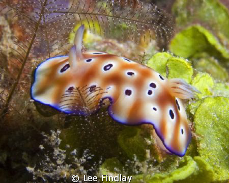 chromodoris leoparda shot at Derawan pier with an Oly 506... by Lee Findlay 