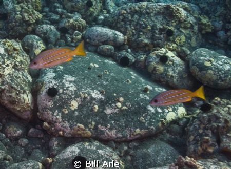 Blue striped snapper.  Big Island, Hawaii. by Bill Arle 