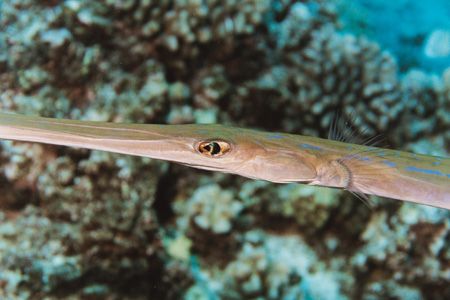 Cornetfish, Big Island, Hawaii by Jacques Miller 