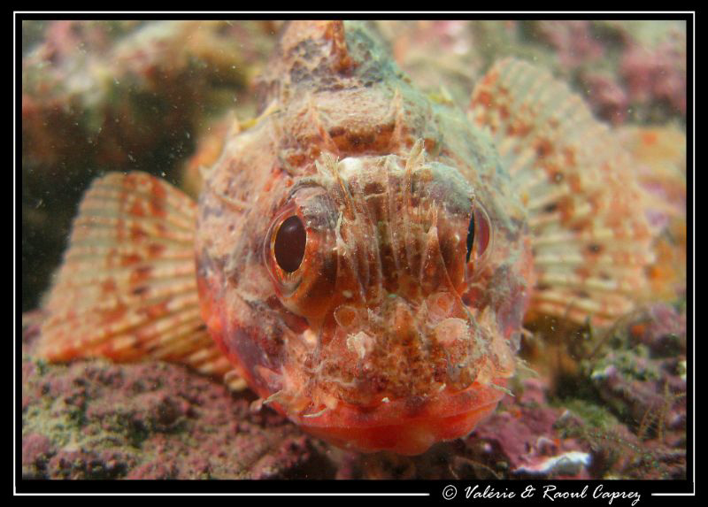 Face to face by Raoul Caprez 