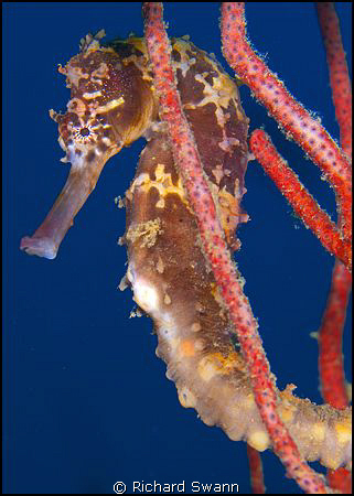 Seahorse was moving around a bit but opted for soft light... by Richard Swann 