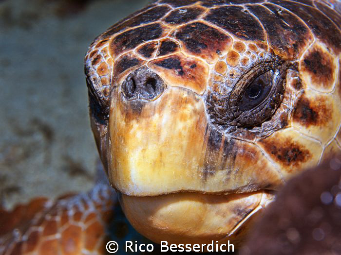 This happens, if you have your 60mm macro lens prepared f... by Rico Besserdich 