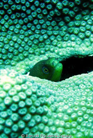 Spotted moray by Baruch Figueroa-Zavala 