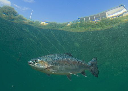 Rainbow trout.
D200 10.5mm. by Mark Thomas 