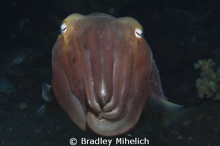 canon 450D
 by Bradley Mihelich 