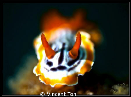 Red gill by Vincent Toh 