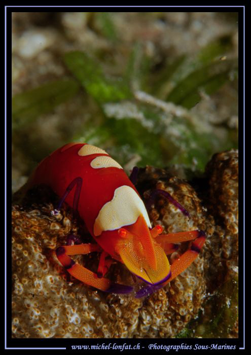 Beautiful encounter in the Red Sea... Que du bonheur... :... by Michel Lonfat 