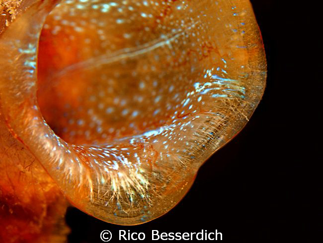 CANON 40D, 60mm CANON Makro lens, Ikelite Housing + IKELI... by Rico Besserdich 