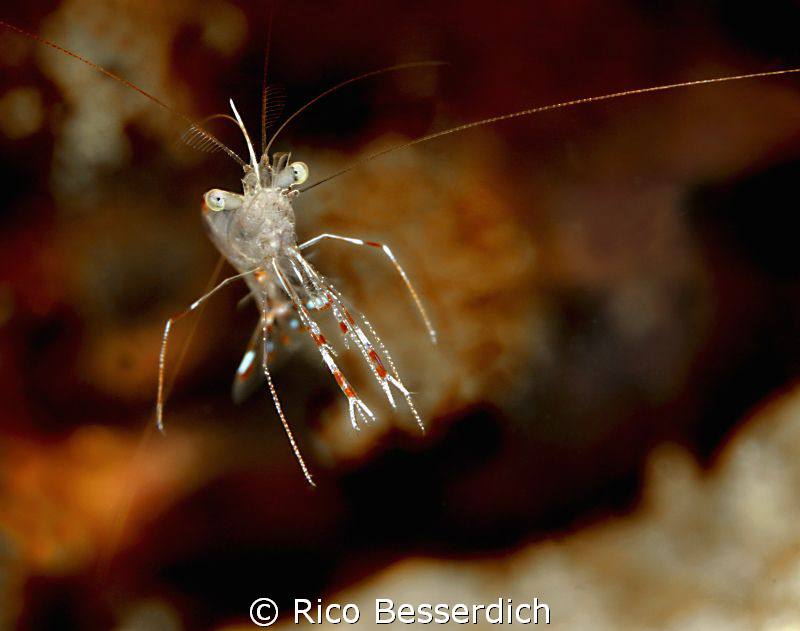 A 1,5 cm small "friend". Took me ages to take at least on... by Rico Besserdich 
