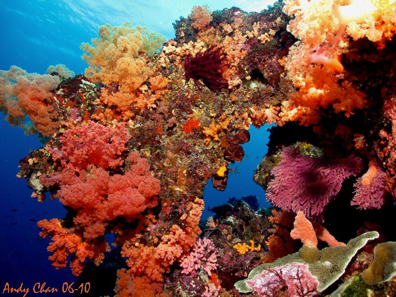 Nusa Penida - Bali
Canon S 90 + Fantasea Bigeye Lens 67 ... by Andy Chan 