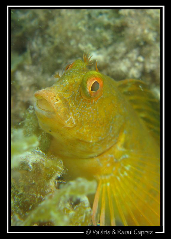 Helloooo ! by Raoul Caprez 