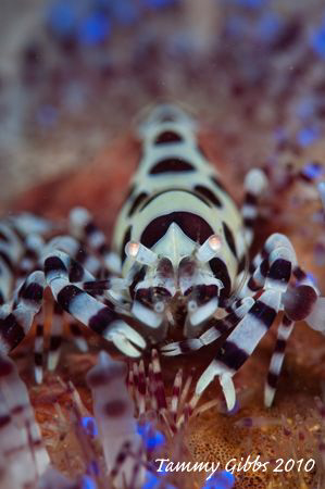 A Coleman shrimp in fire urchin at Seraya Secrets, Bali, ... by Tammy Gibbs 