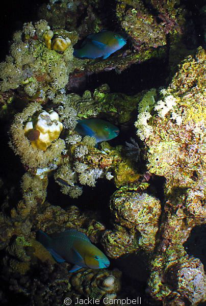Parrot fish bunk beds.....three tier.
Really needs to be... by Jackie Campbell 