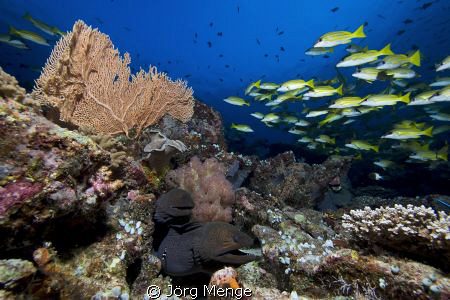 Reef Life II by Jörg Menge 