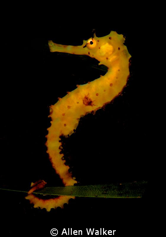 Seahorse, spotted in Pomene estuary, Mozambique. by Allen Walker 