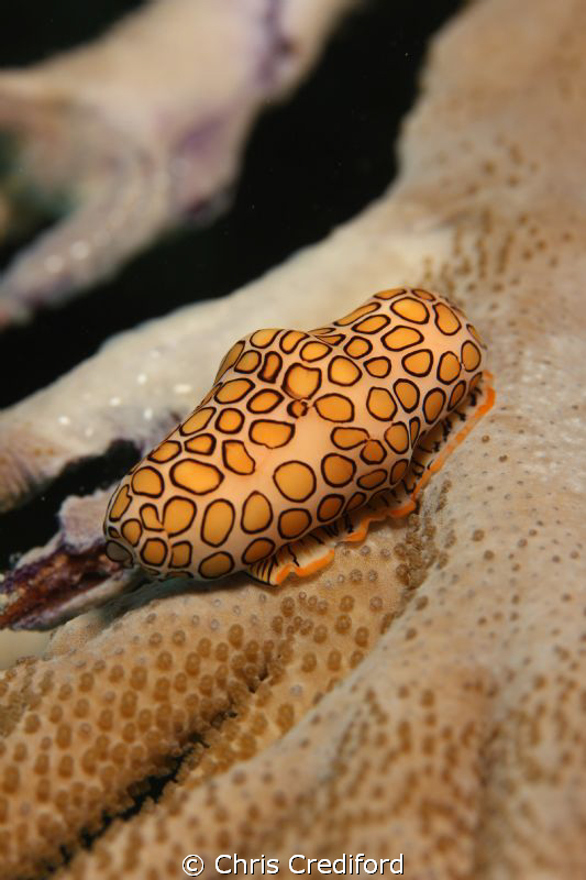 Canon T2i 60mm macro lens - Flamingo Tongue by Chris Crediford 